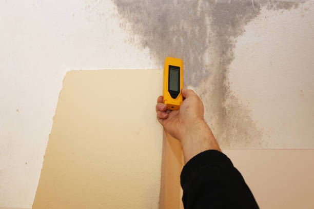 Mold Odor Removal Services in North Key Largo, FL